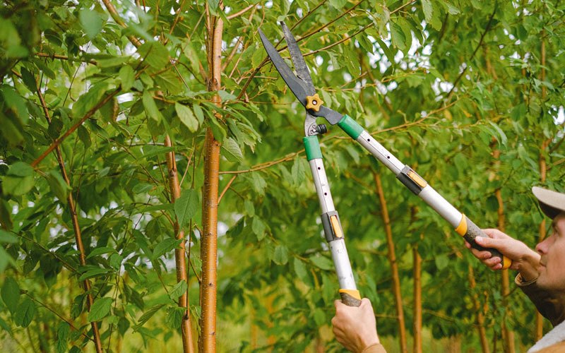 Tree trimming in Cleveland, OK