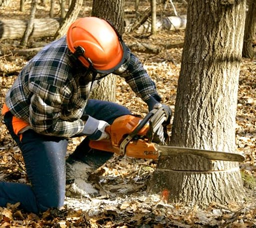 Tree Removal in Cleveland, OK